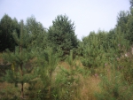 IMGP7596.JPG